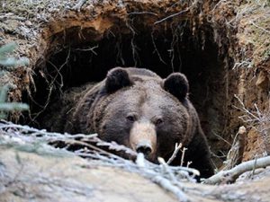 Медведь в берлоге фото
