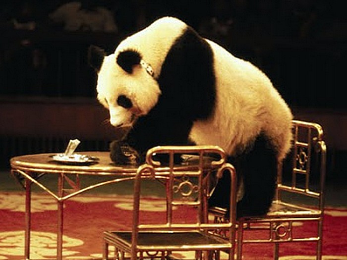Панда в цирке