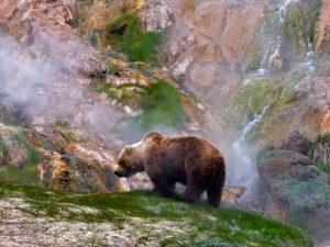 Камчатский медведь. Описание и образ жизни камчатского медведя фото