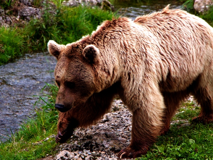 Европейский медведь. Описание и образ жизни европейского медведя