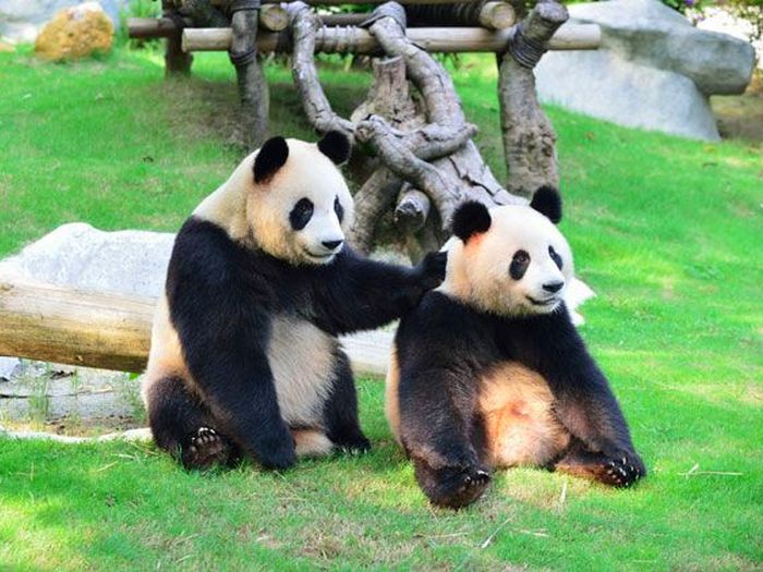 Панды в зоопарке