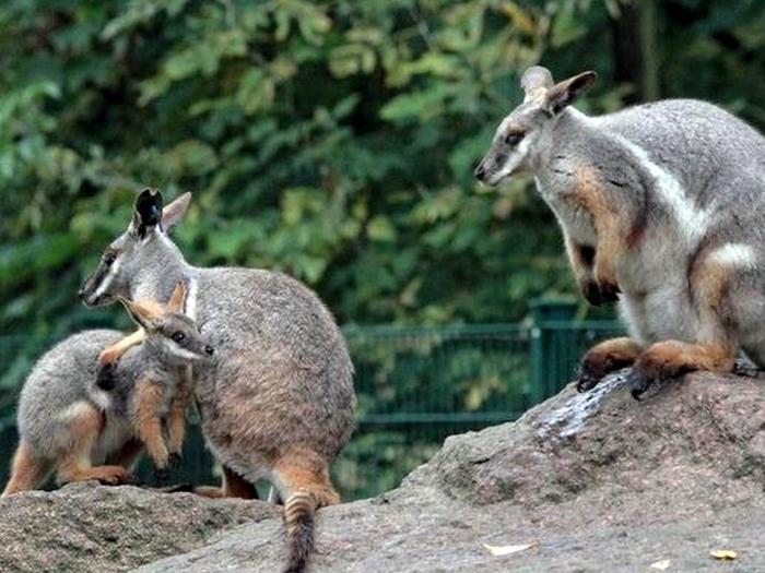 Животные Австралии