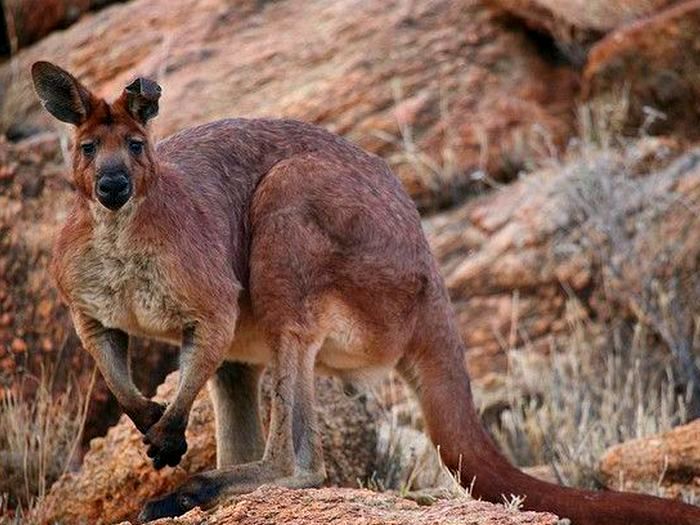 Животное Австралии Валлару