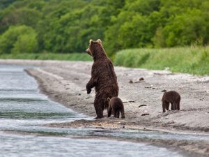 Медведица с медвежатами на берегу