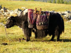 Верховой монгольский хайнак фото