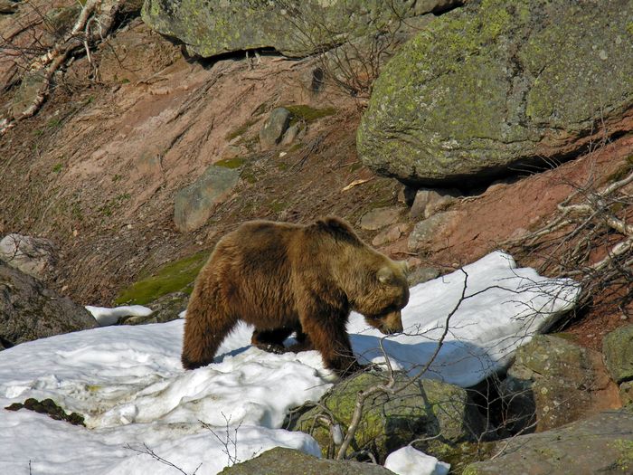 Камчатский-медведь-Описание-и-образ-жизни-камчатского-медведя-6