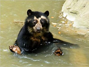 Медвежья баня