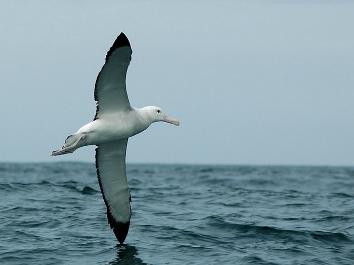 Странствующий-альбатрос-Описание-и-образ-жизни-странствующего-альбатроса-1