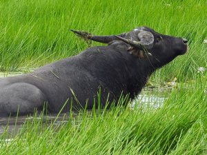 Водяной буйвол фото