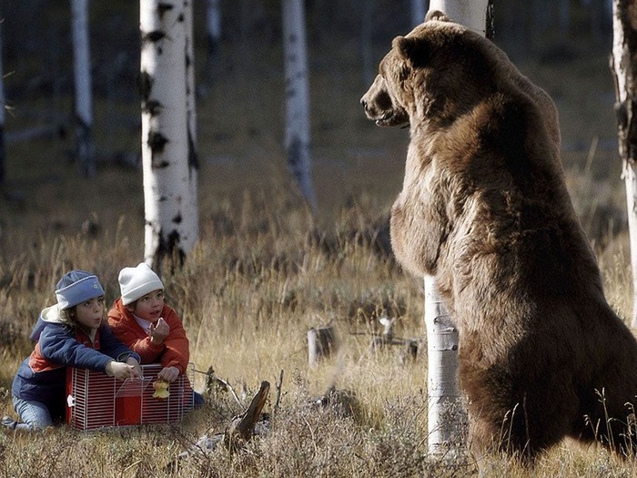 Фото-бурых-медведей-Лучшие-фото-12