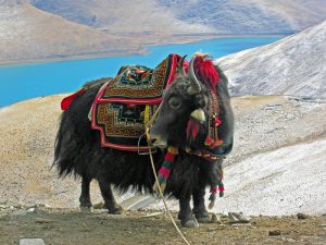Тибетский як фото