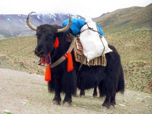 Тибетский як фото