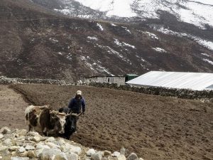 Как пашут землю в Тибете фото
