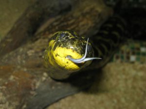 Язык парагвайской анаконды фото