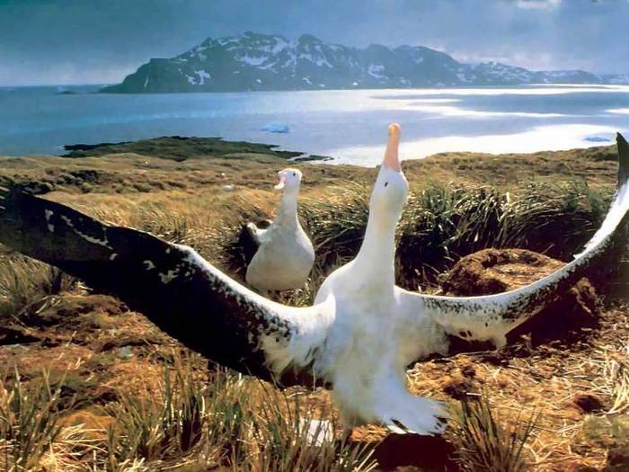 Альбатрос-птица-Описание-образ-жизни-и-виды-альбатроса-10