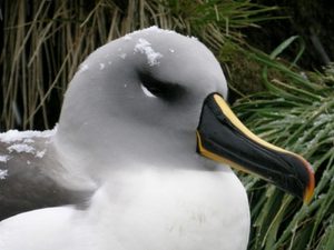 Желтоклювый альбатрос фото