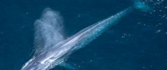 Интересные факты о синих китах. 12 фактов о синем ките