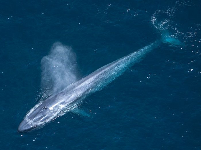 Интересные факты о синих китах. 14 фактов о синем ките