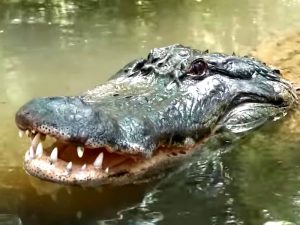 Alligator mississippiensis фото
