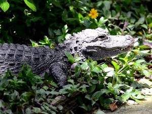 Alligator sinensis фото