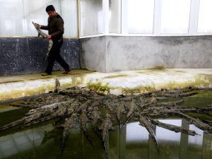 Ферма аллигаторов в Китае