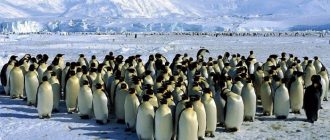 Интересные факты о пингвинах. 7 фактов о пингвине
