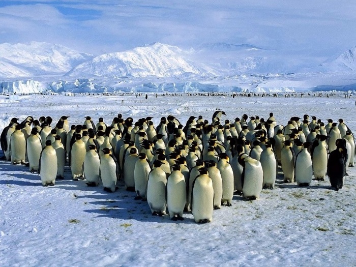 Интересные факты о пингвинах. 7 фактов о пингвине
