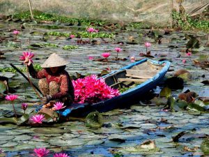 Лотос во Вьетнаме фото