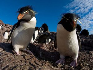 Толстоклювый пингвин или пингвин Виктории фото