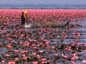 Озеро Красных лотосов в Таиланде
