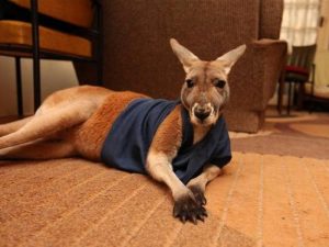 Домашний кенгуру фото