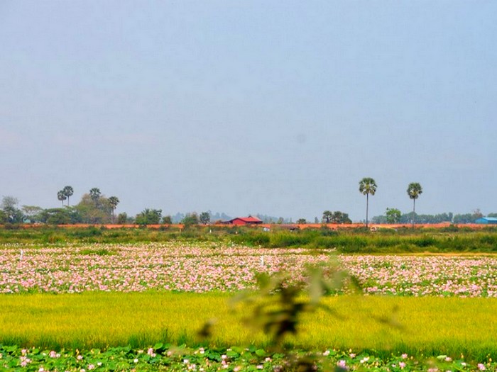 Ферма съедобных лотосов в Камбодже