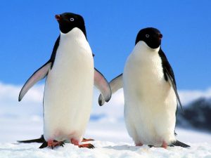 Как пингвины приспособились к жизни