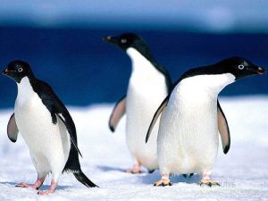 Пингвинья троица фото