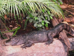 Alligator sinensis фото