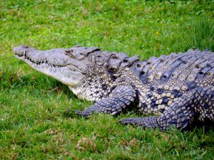 Крокодил на газоне фото