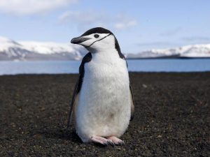 Антарктический пингвин фото
