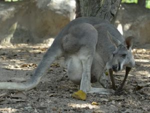 Бедный кенгуру фото