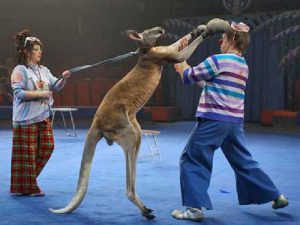 Бокс с кенгуру фото