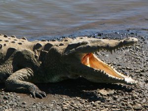Crocodylus acutus фото
