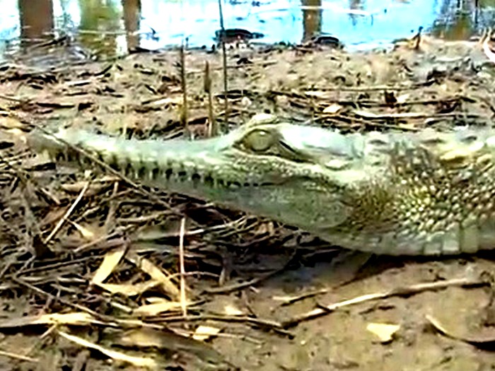 Crocodylus johnstoni