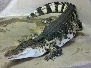 Crocodylus mindorensis фото