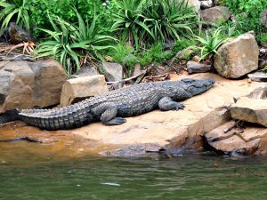 Островной крокодил фото