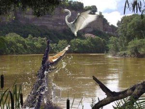 Кубинский крокодил. Где и как живут кубинские крокодилы?