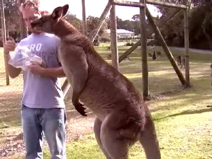 Фауна Австралии Большой кенгуру