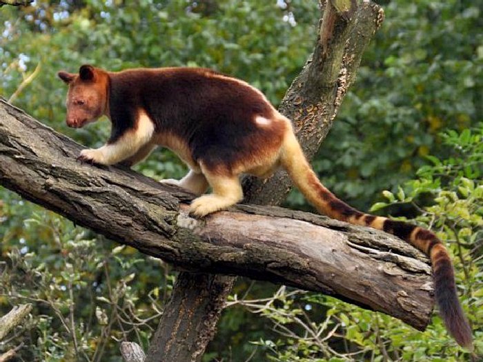 Древесный кенгуру. Описание и образ жизни древестного кенгуру