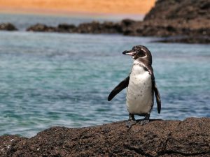Пингвин с острова Фернандина