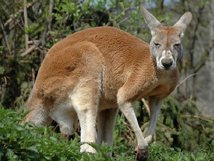 Гибридный кенгуру