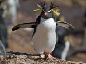 Златовласый пингвин фото