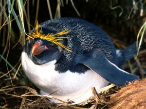 Пингвин Виктории